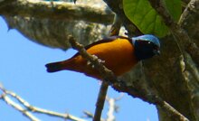 Blue-hooded Euphonia